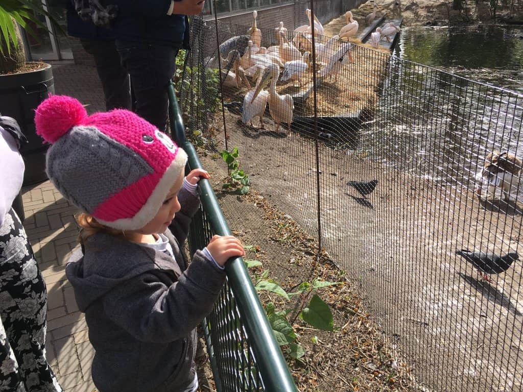 הולנד עם ילדים - גן החיות ארטיס