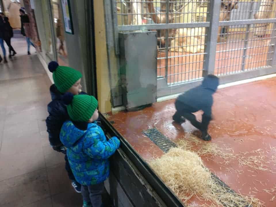 בודפשט עם ילדים בחורף - גן החיות