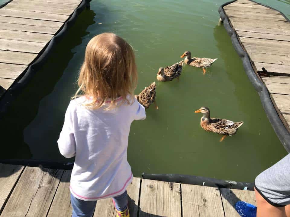 גיאורגיה עם מתבגרים - מאכילה ברווזים