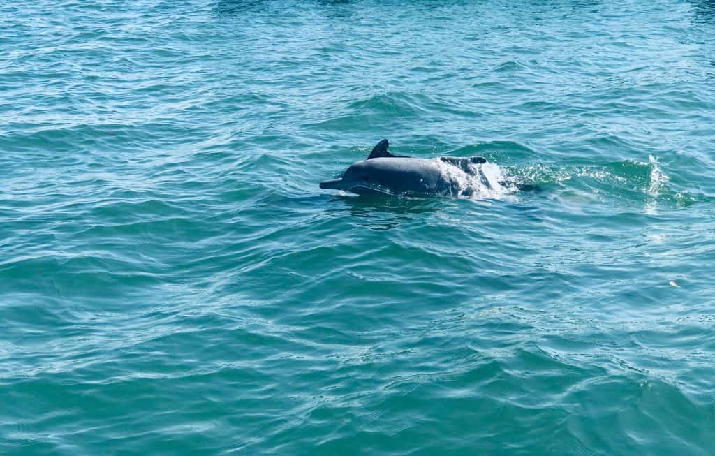 אטרצקיות בגואה למשפחות עם ילדים - צפייה בדולפינים